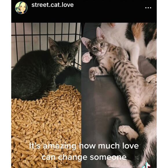 Silver Cat Head with Rhinestone Eyes on Twisted Rope Ring NEW 100% to Charity - Picture 8 of 8